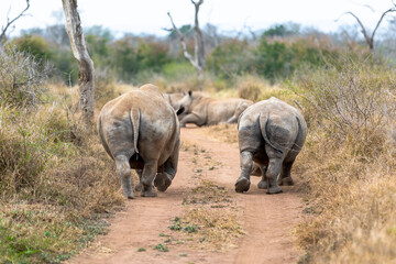 Fototapeta premium White rhinoceros or square-lipped rhinoceros is the largest extant species of rhinoceros.