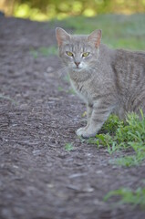 cat in the garden