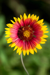 Indian blanket flowers