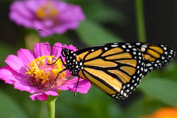 Fototapeta premium Monarch butterfly on a pink zinnia