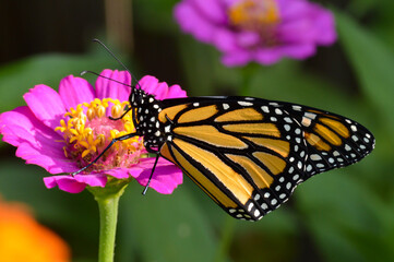 Monarch butterfly on a pink flower