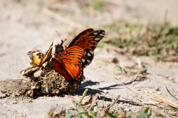 Fototapeta na wymiar Butterflies feeding on animal feces