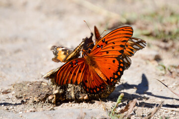 Fototapeta na wymiar Butterflies feeding on animal feces