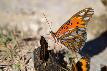 Butterflies feeding on animal feces
