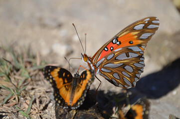 Butterflies feeding on animal feces