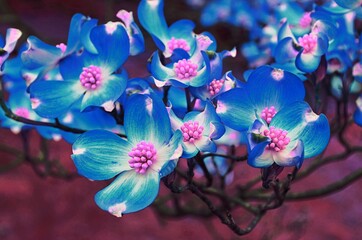 Dogwood Tree blossoms with abstract colors of pink, blue, and white.