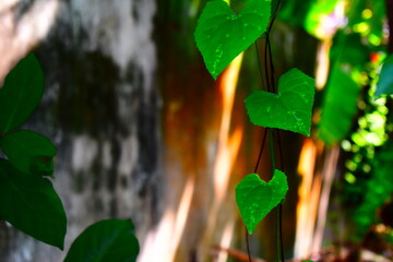 long creepers aligning adjacent to wall