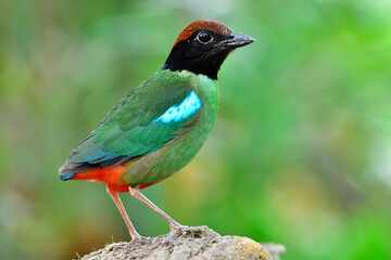 Hooded Pitta