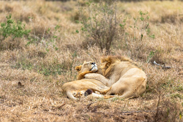 Lion and panthera leo. Love is in the air.