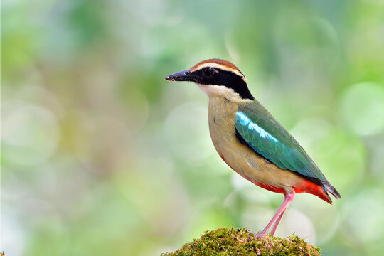 Fairy Pitta