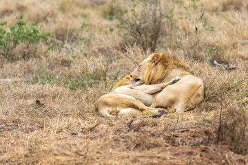 Lion and panthera leo. Love is in the air.