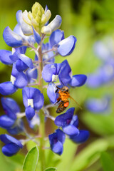 Obraz na płótnie Canvas bee on a bluebonnet
