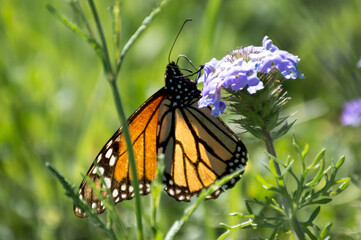 monarch butterfly on a prairie verbena flower