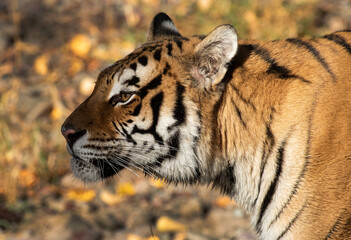 Siberian tiger up close