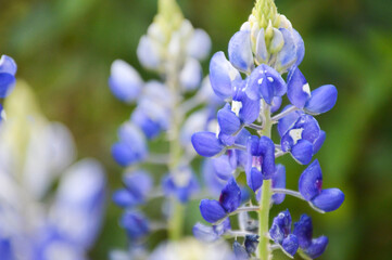 bluebonnets