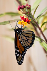 monarch butterfly on a tropical milkweed flower