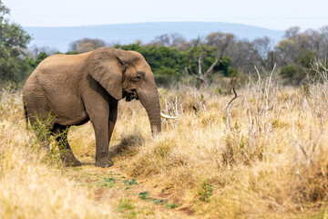 Fototapeta premium African Elephant Bull alone, Savannah in Africa.