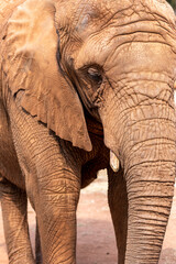 Elephant Close Up and Personal