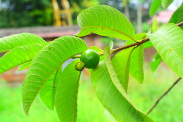 Raw guava fruit hanging in a branch of tree