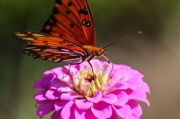 Gulf fritillary butterfly on a pink zinnia