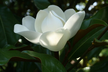 White Magnolia in Bloom 2020 June 