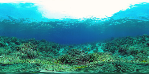 Tropical coral reef 360VR. Underwater fishes and corals. Panglao, Philippines.