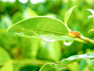 Water drop on green leaves in the nature for nature background