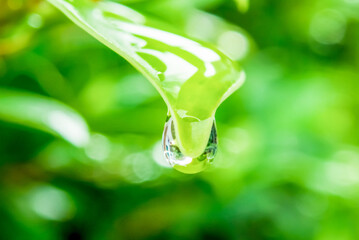 Water drop on green leaves in the nature for nature background