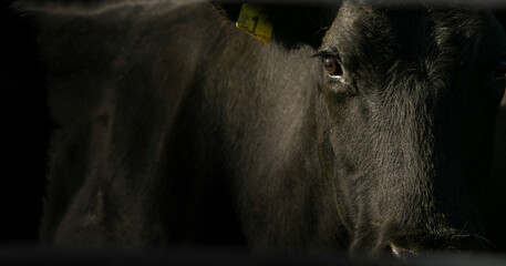 Close up of black cow on cattle ranch - Powered by Adobe