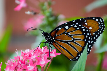 Queen butterfly close up