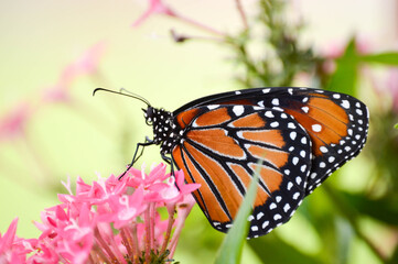 Queen butterfly on pentas flowers