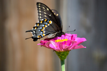 eastern black swallowtail butterfly on a pink flower