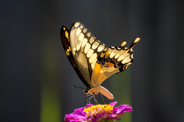 Giant swallowtail butterfly on a flower