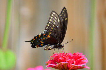 eastern black swallowtail butterfly on a pink flower