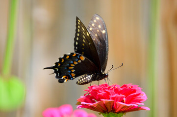 eastern black swallowtail butterfly on flower
