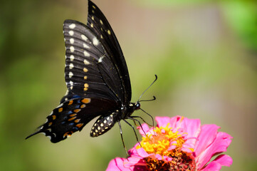 eastern black swallowtail butterfly on flower