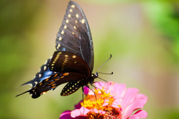 Obraz na płótnie Canvas Black swallowtail butterfly on a pink zinnia