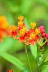 Tropical milkweed plants in bloom with red and orange flowers