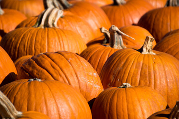 Pumpkins at a farmer's market