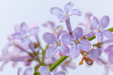 Naklejka na ściany i meble a branch of purple lilac on a white background, used as a background or texture
