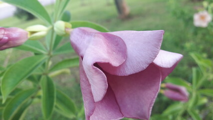 Purple Allamanda, a purple flower with 5 overlapping pink petals to a deep magenta color that blooms throughout the year.