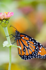 Queen butterfly close up