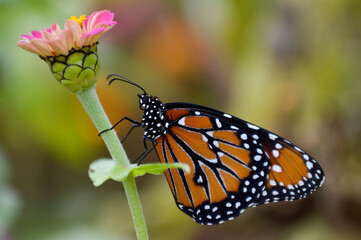 Queen butterfly close up