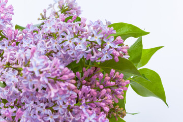 a branch of purple lilac on a white background, used as a background or texture