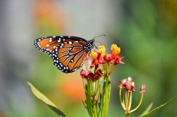 Naklejka premium Queen butterfly on tropical milkweed