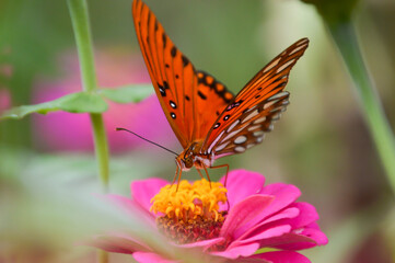Gulf fritillary butterfly on a pink zinnia