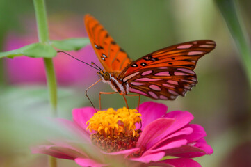 Gulf fritillary butterfly on a pink zinnia