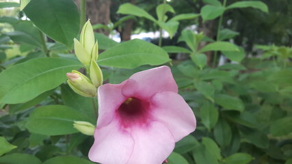 Purple Allamanda, a purple flower with 5 overlapping pink petals to a deep magenta color that blooms throughout the year.