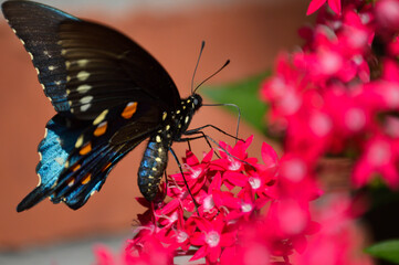 pipevine swallowtail on pink pentas