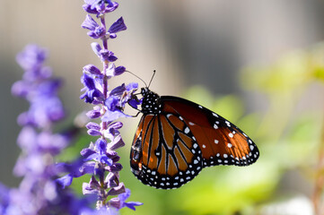 Queen butterfly close up